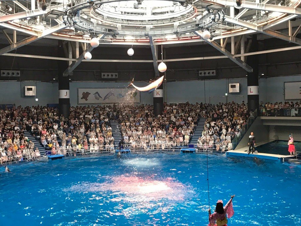 Dolphin high jump!