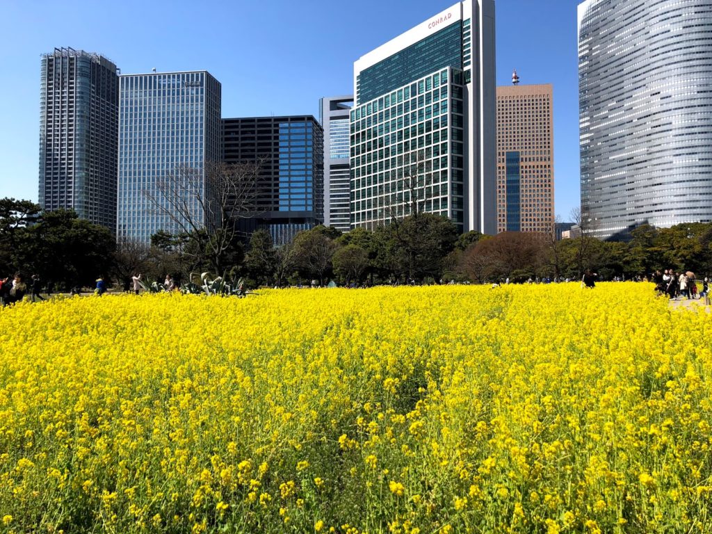 Hamarikyu garden