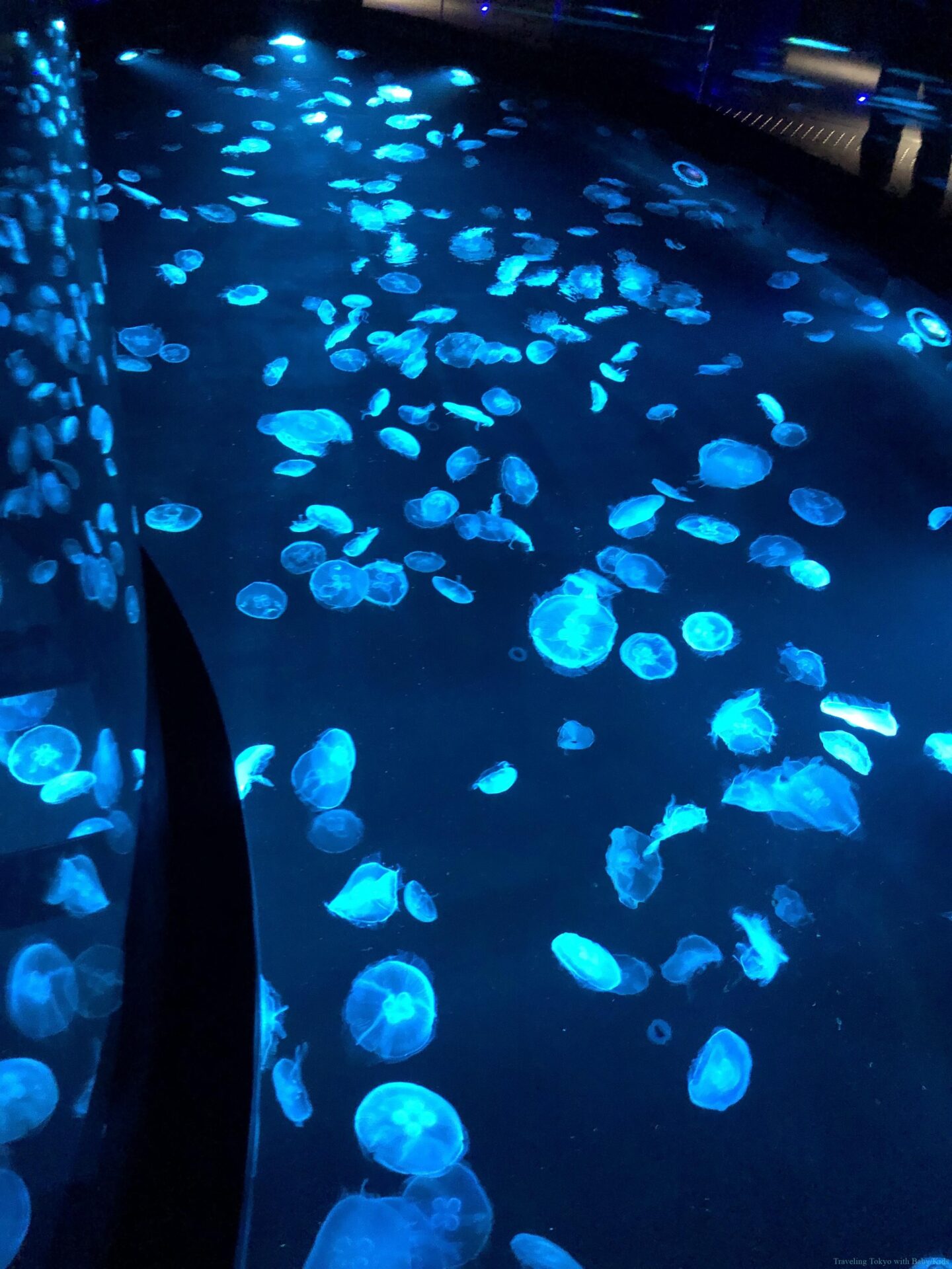 4 BEST Aquariums in central Tokyo, Japan Traveling Tokyo with Kids