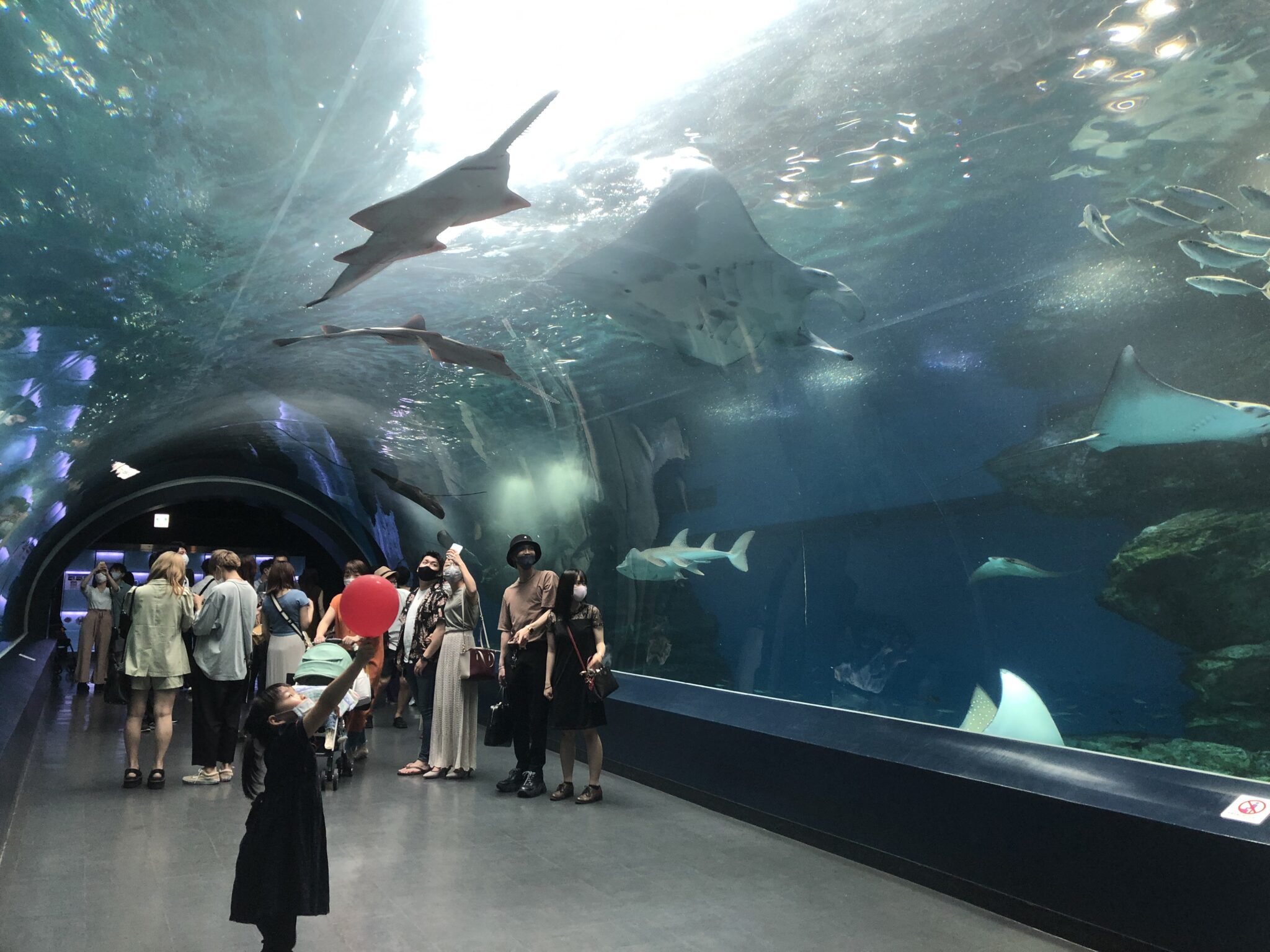 4 BEST Aquariums in central Tokyo, Japan – Traveling Tokyo with Kids